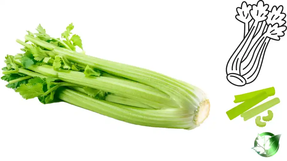 Frozen Celery quality, format, and packaging should be matched to the buyer’s target application.